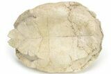 Fossil Tortoise (Testudo) Shell - South Dakota #235564-1